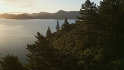 Aerial through the trees at sunset